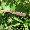 Praying mantis