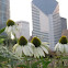 Cone Flowers