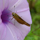 Common Grass Dart