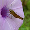 Common Grass Dart