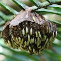 Nocturnal Paper Wasp