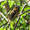 Crescent-chested Puffbird
