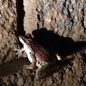 Southern Leopard Frog