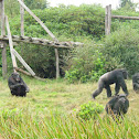 Chimpanzee
