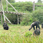 Chimpanzee