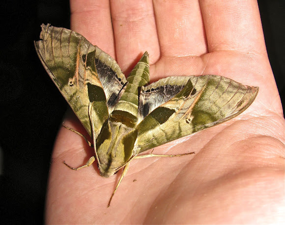 Spotting Image 1
