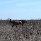 Tsessebe