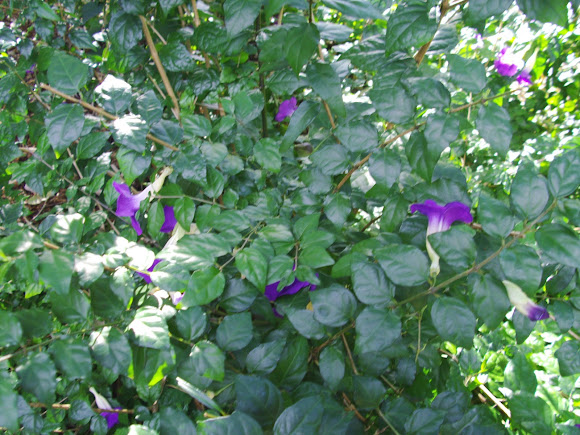 Spotting Image 1