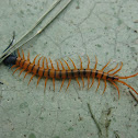 Centipede