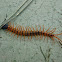 Centipede