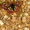 Edith's Checkerspot