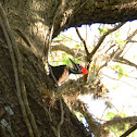 Pileated Woodpecker