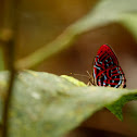 Red Malay Harlequin