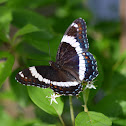 White Admiral