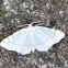 Unknown Moth