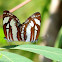 CommonSailor_butterfly