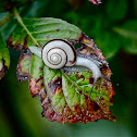 Kuchibeni Maimai Snail