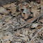 Tiger whiptail lizard