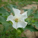 Gypsum weed