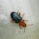 Leaf Beetle