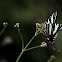 Zebra Swallowtail