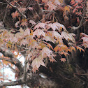 Maple