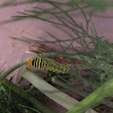 Swallowtail caterpillar