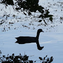 American Coot