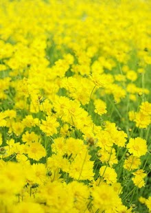 How to download Nature Flowers Wallpaper lastet apk for laptop