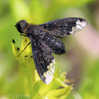Sinuous Bee Fly