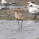 Marbled Godwit