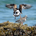 Ruddy Turnstone