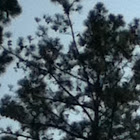 Hawk