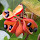 Plants of the Philippines