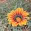 Gazania