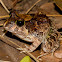 Ornate Burrowing Frog