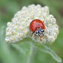 Spotless Ladybug