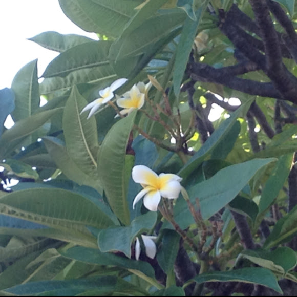 Spotting Image 1