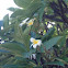 Plumeria