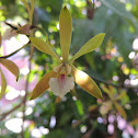 Orchid
