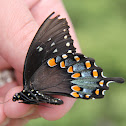 Spicebush Swallowtail