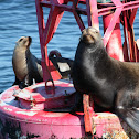 California sea lion