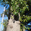 White oak