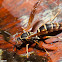 Northern Paper Wasp