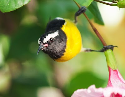 How to install JAMAICA LAND WE LOVE patch 1.5 apk for bluestacks