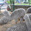 Alpacas
