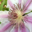 Clematis