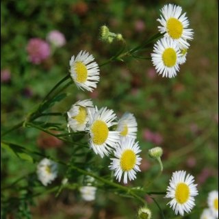 Spotting Image 1