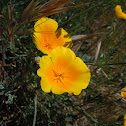 California Poppy