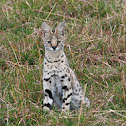 Serval